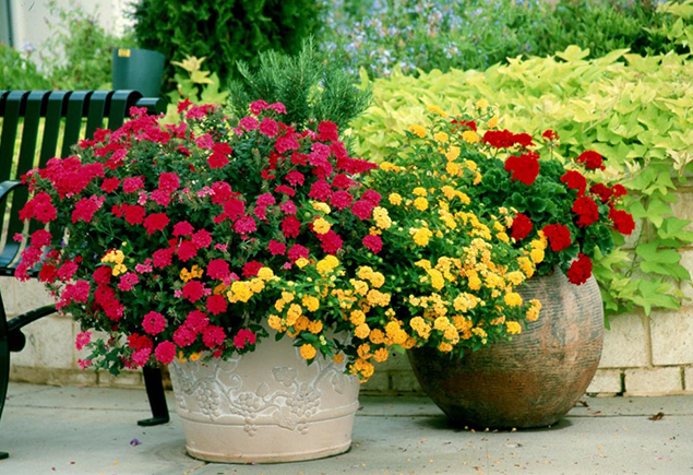 Gerânios ficam excelentes tanto em vasos quanto na terra. Disponíveis em diferentes cores, dão um charme especial a jardins ensolarados.