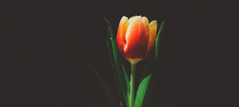 decoracao-flores_tulipa