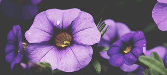 decoracao-flores_violeta