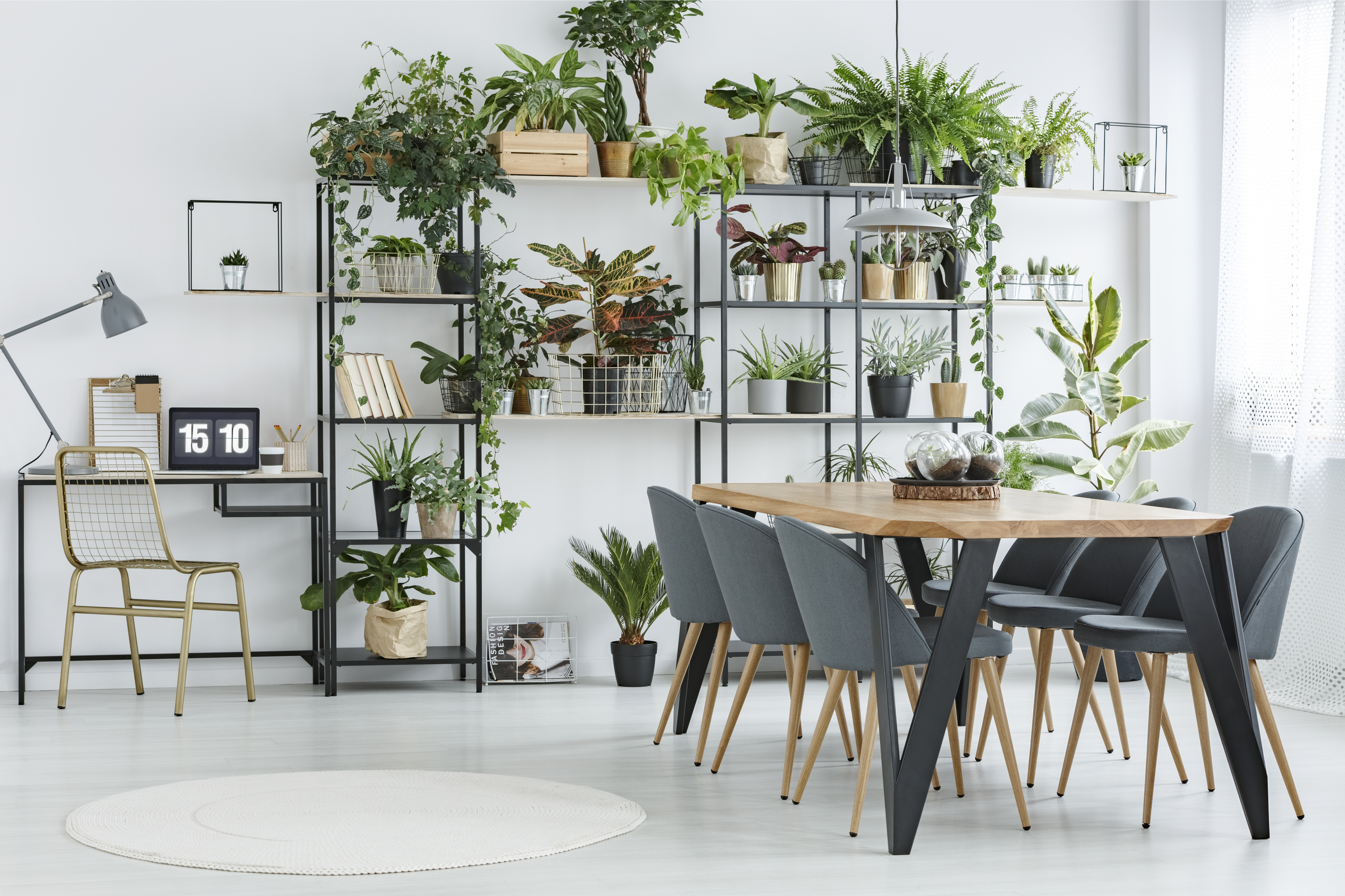 White round rug and plants in apartment interior with laptop on desk and grey chairs at dining table
